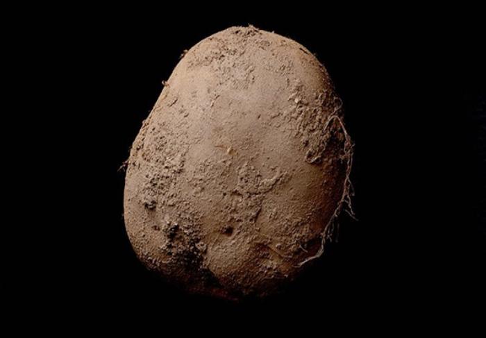 Фотографию ирландского картофеля оценили в 1 миллион долларов